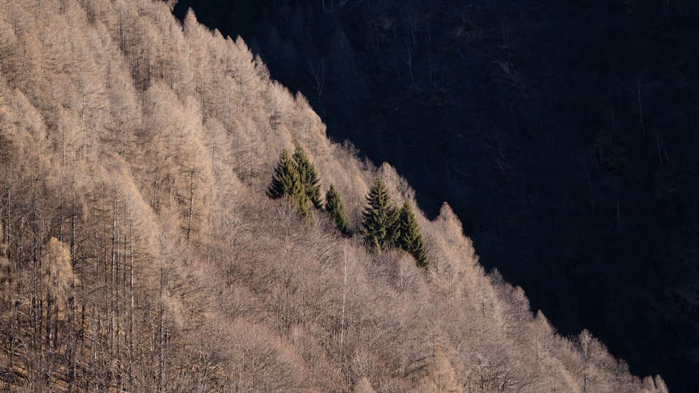 a group of trees on the side of a mountain