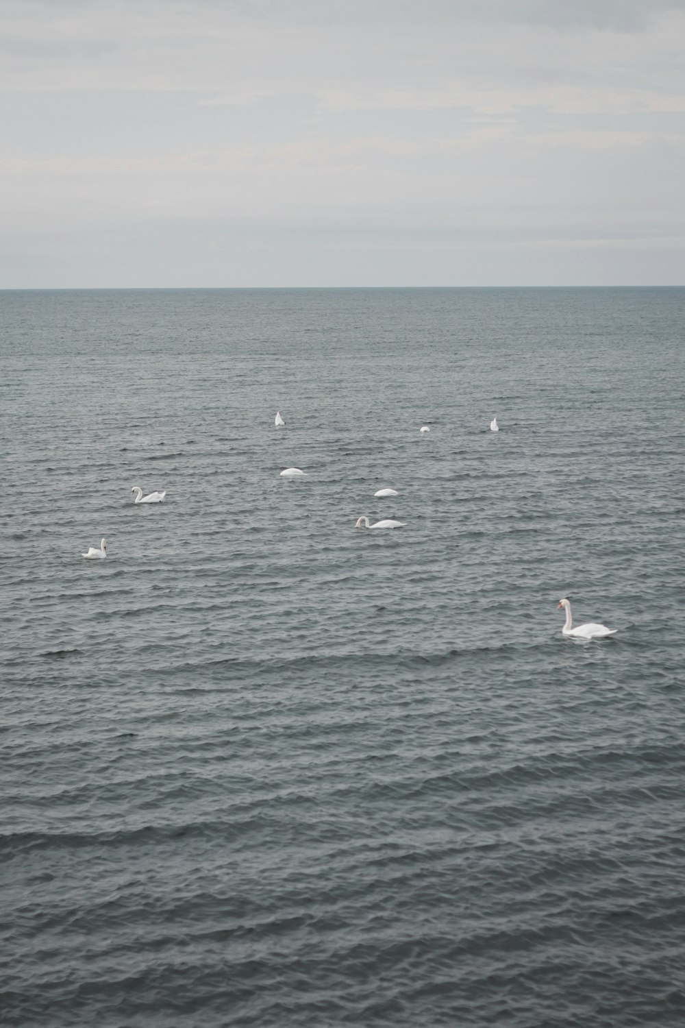 a flock of birds floating on top of a large body of water