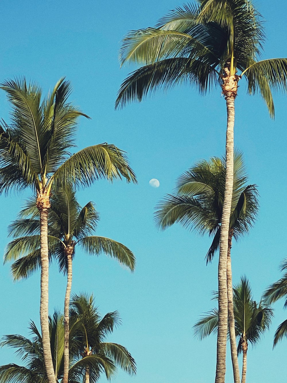 a group of palm trees with a half moon in the background