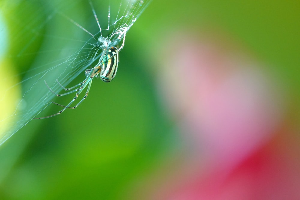 Una vista de cerca de una tela de araña