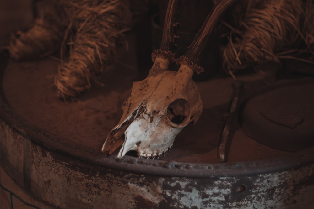 a close up of a animal skull on a table