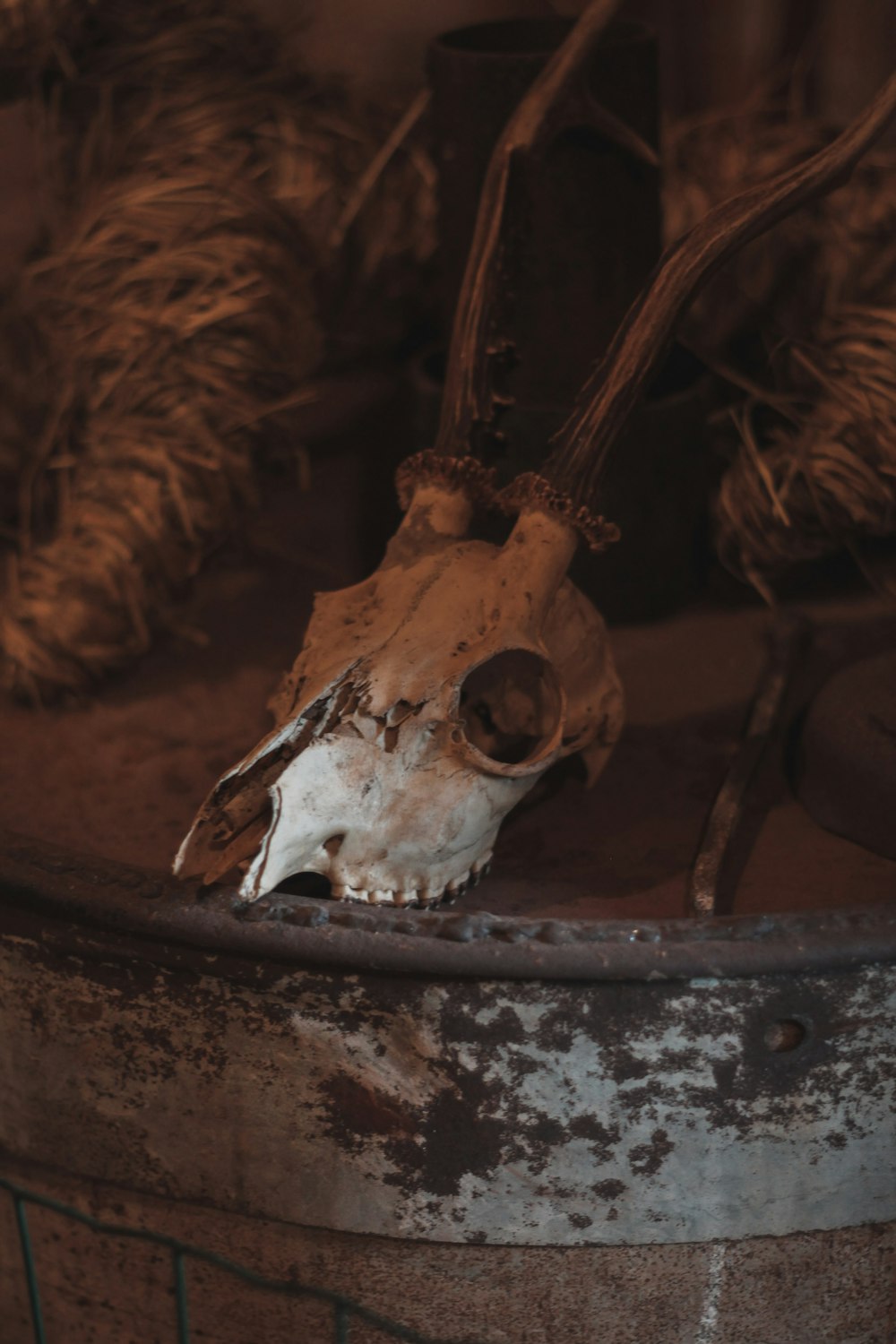 a dead animal skull sitting on top of a metal barrel