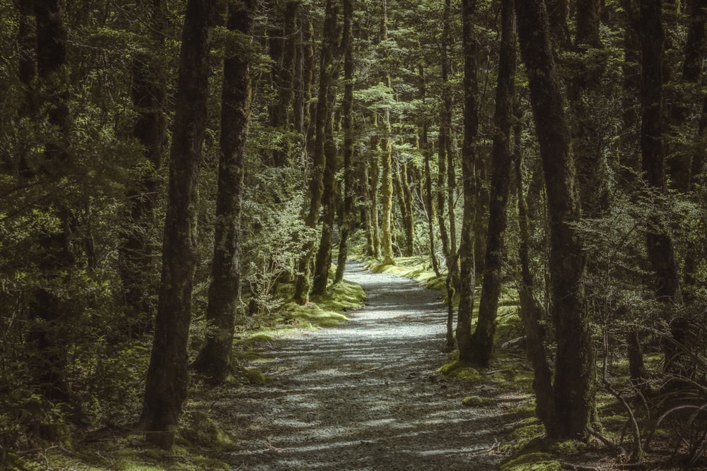 Un camino en medio de un bosque con muchos árboles