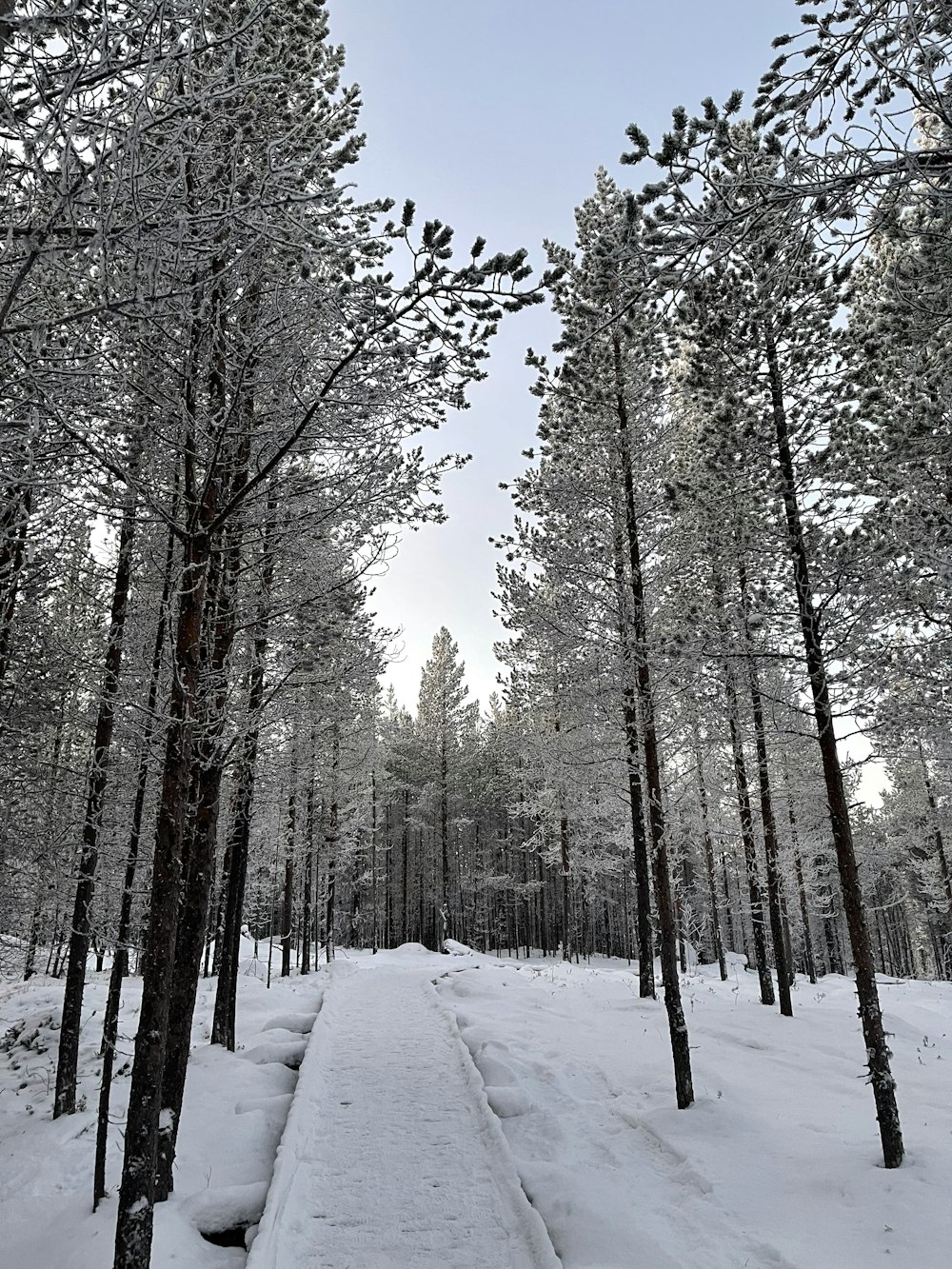 a path through a snowy forest with lots of trees