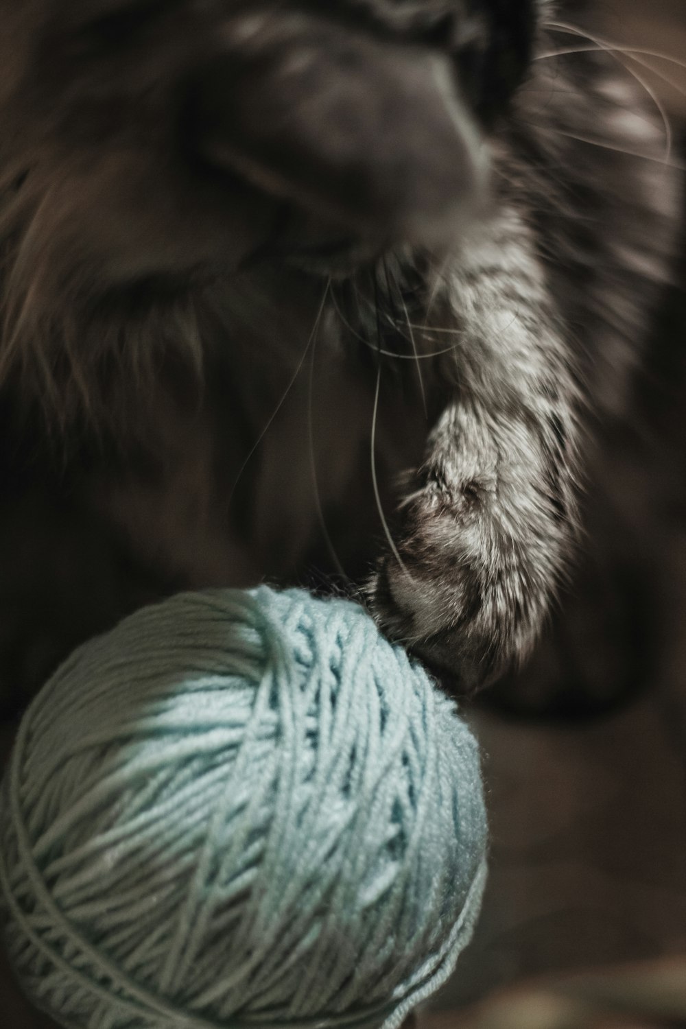 a cat playing with a ball of yarn