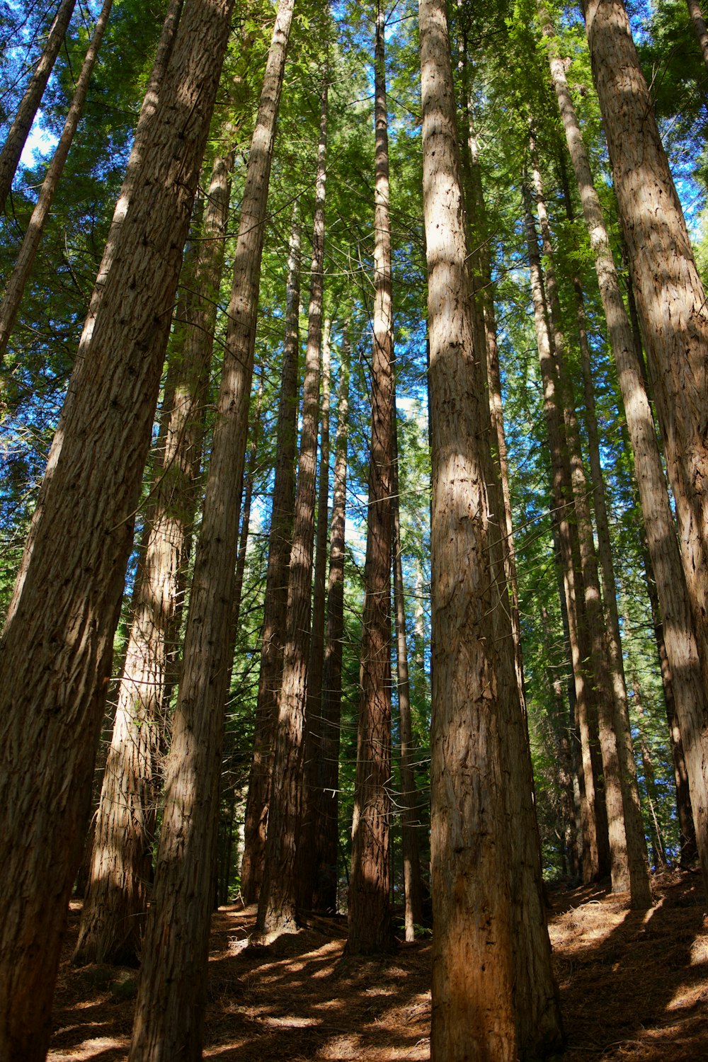 a forest filled with lots of tall trees