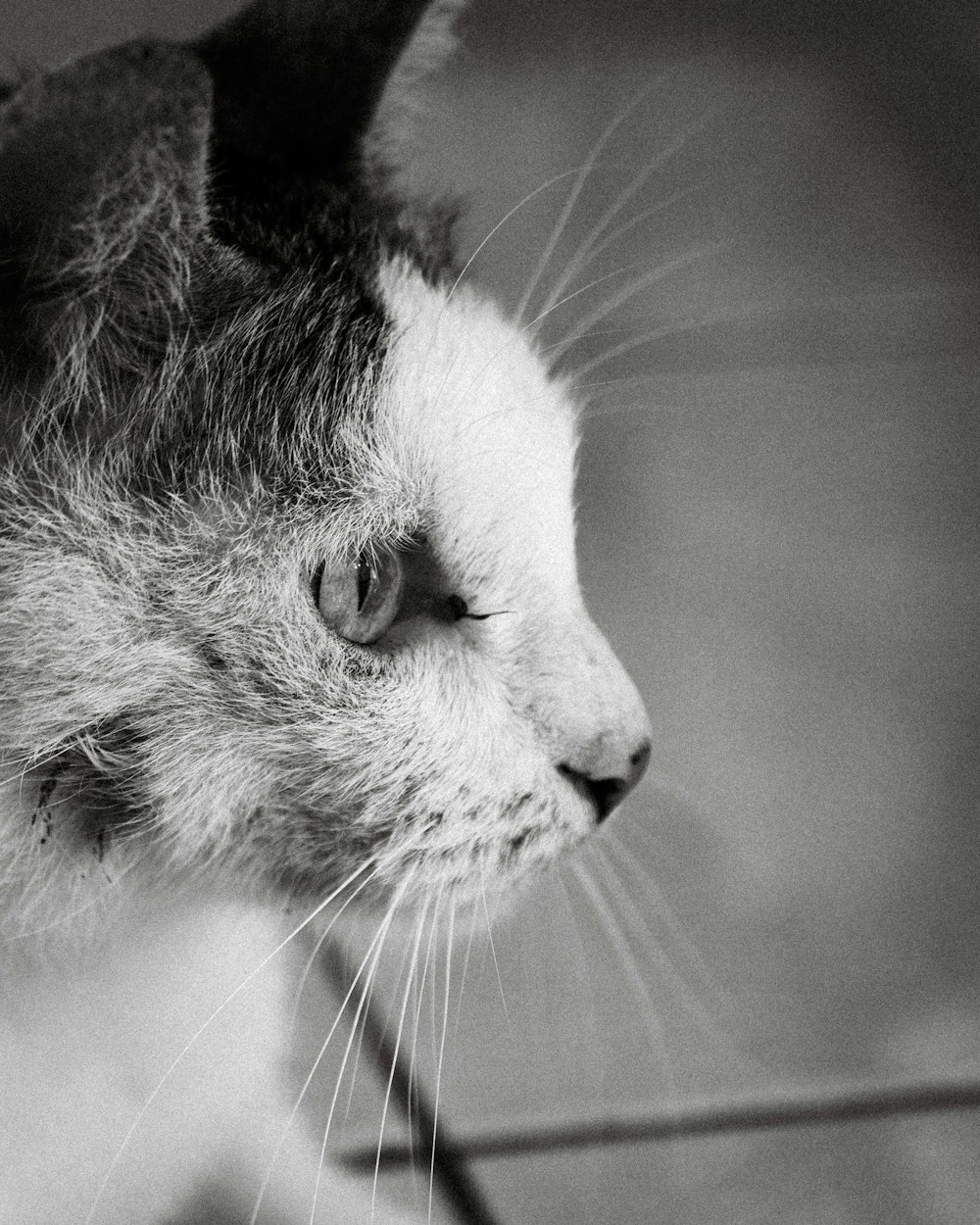 a black and white photo of a cat's face