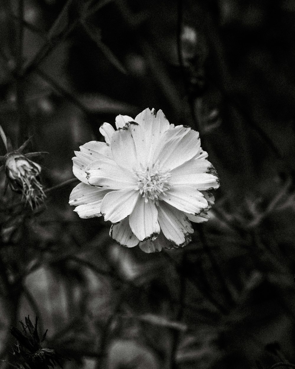 a black and white photo of a flower