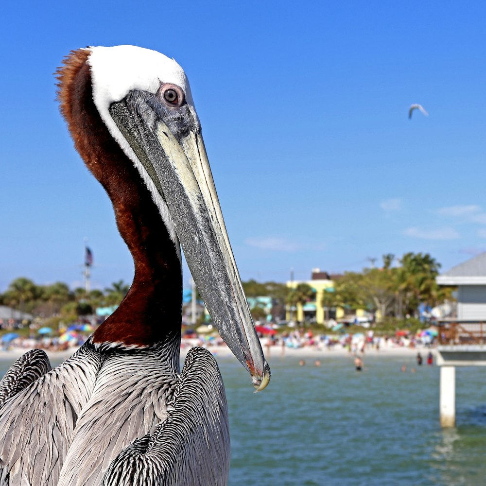 a large bird with a long beak standing on a pier