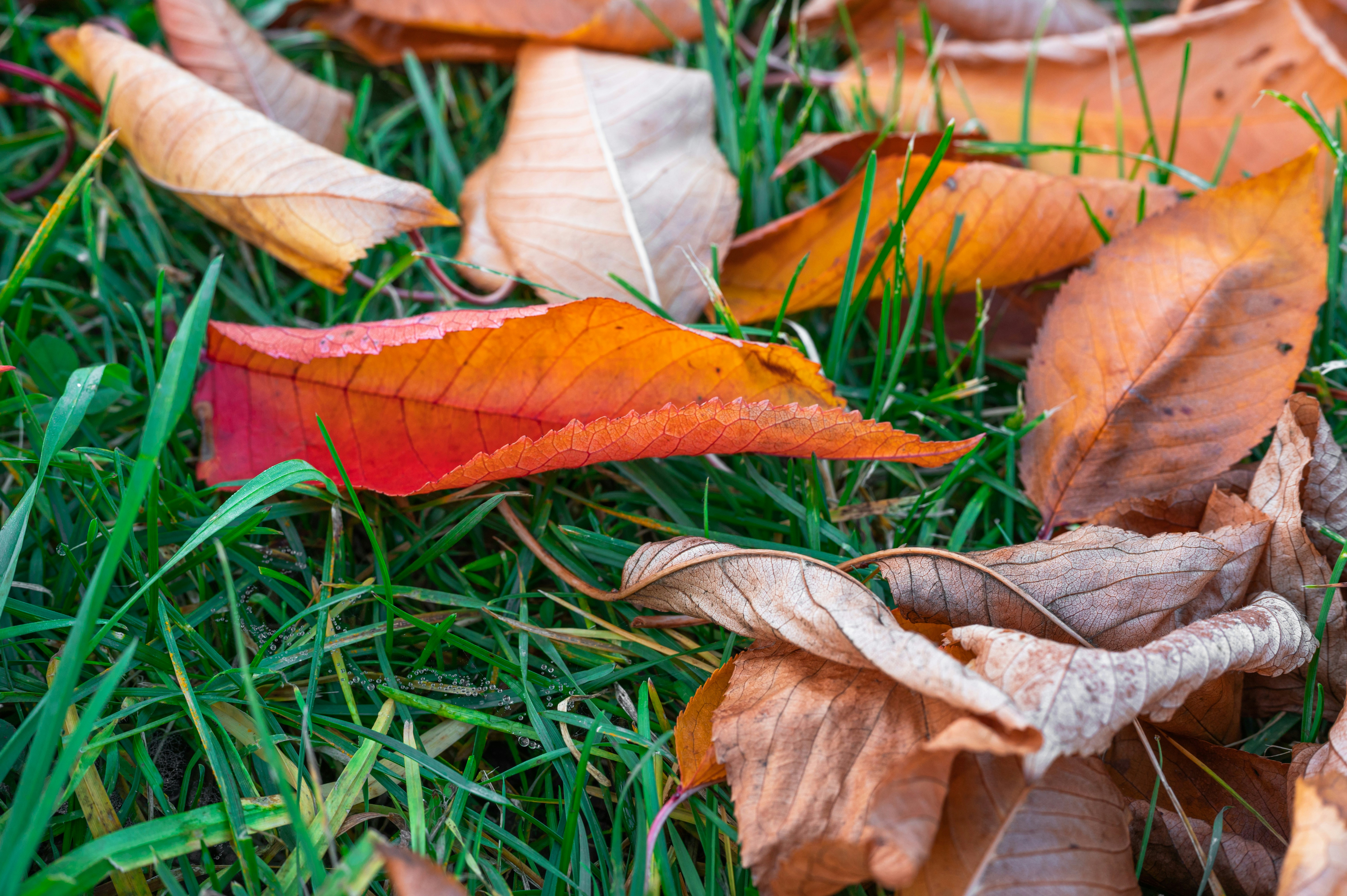 A group of leaves laying on top of a lush green field photo – Free ...