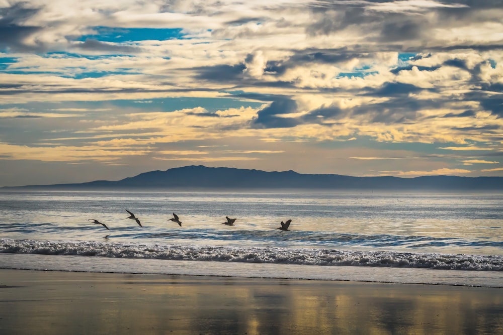 a group of birds flying over the ocean