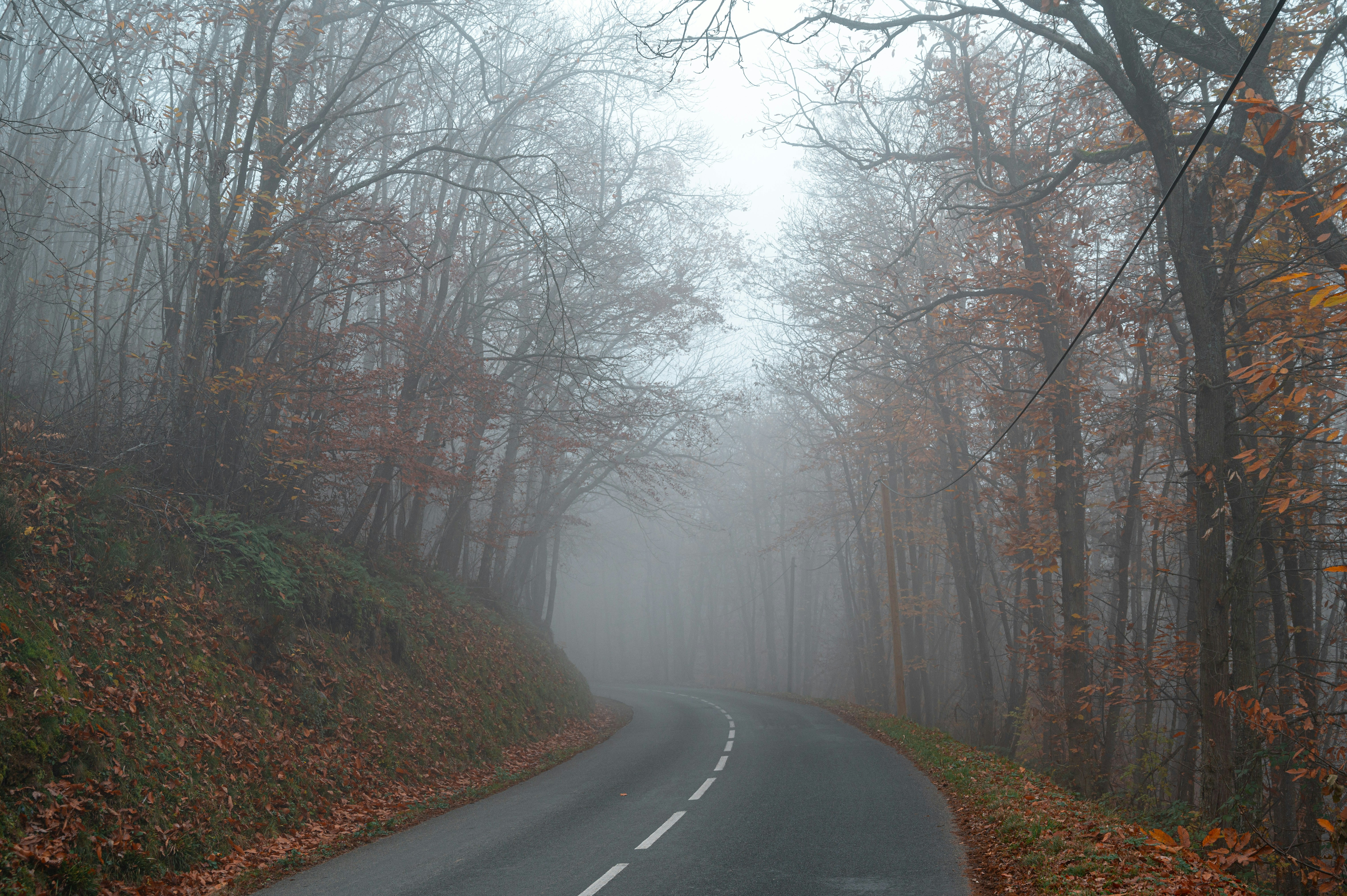 a foggy road in the middle of a forest