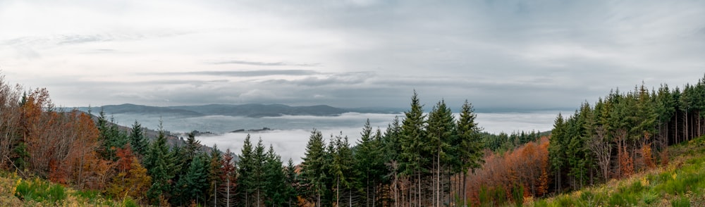 a forest filled with lots of trees under a cloudy sky