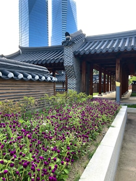 A traditional Korean building with a gray tiled roof surrounded by a vibrant garden filled with purple flowers. In the background, there are two modern skyscrapers with reflective glass surfaces, creating a striking contrast between traditional and contemporary architecture.
