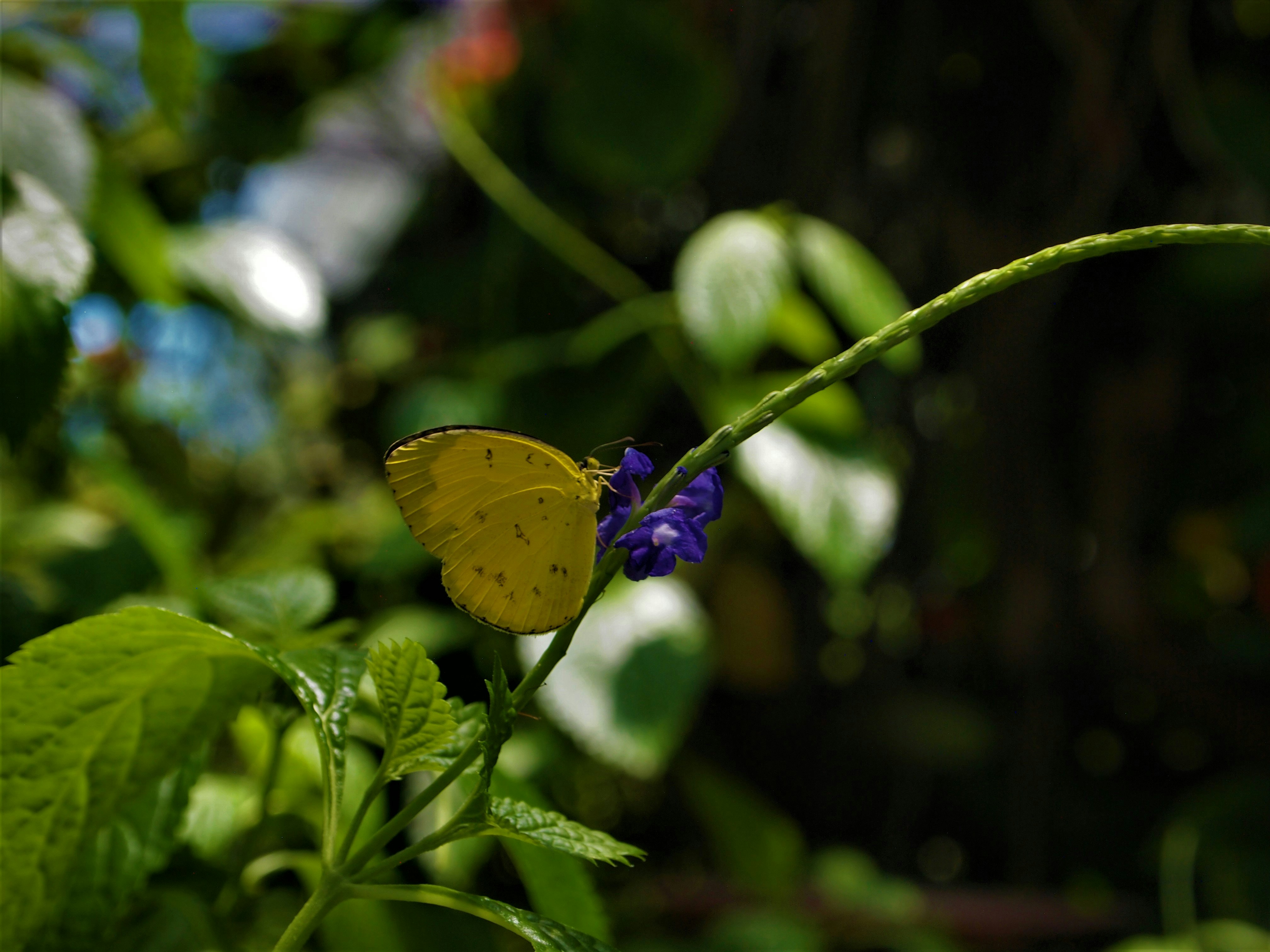 Photo by bluephoto118