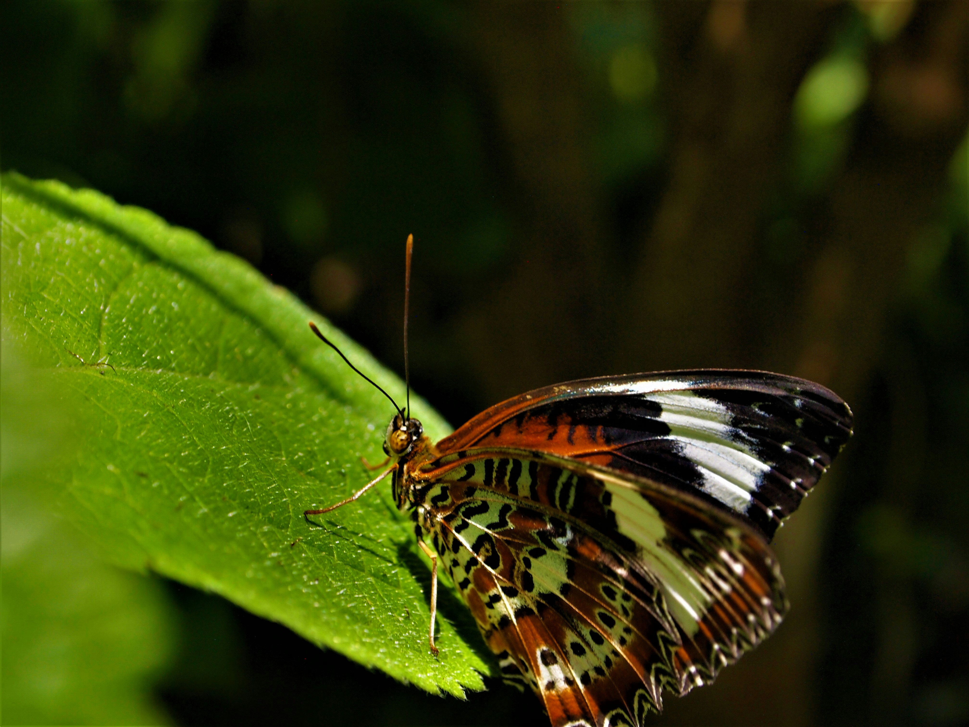 Photo by bluephoto118