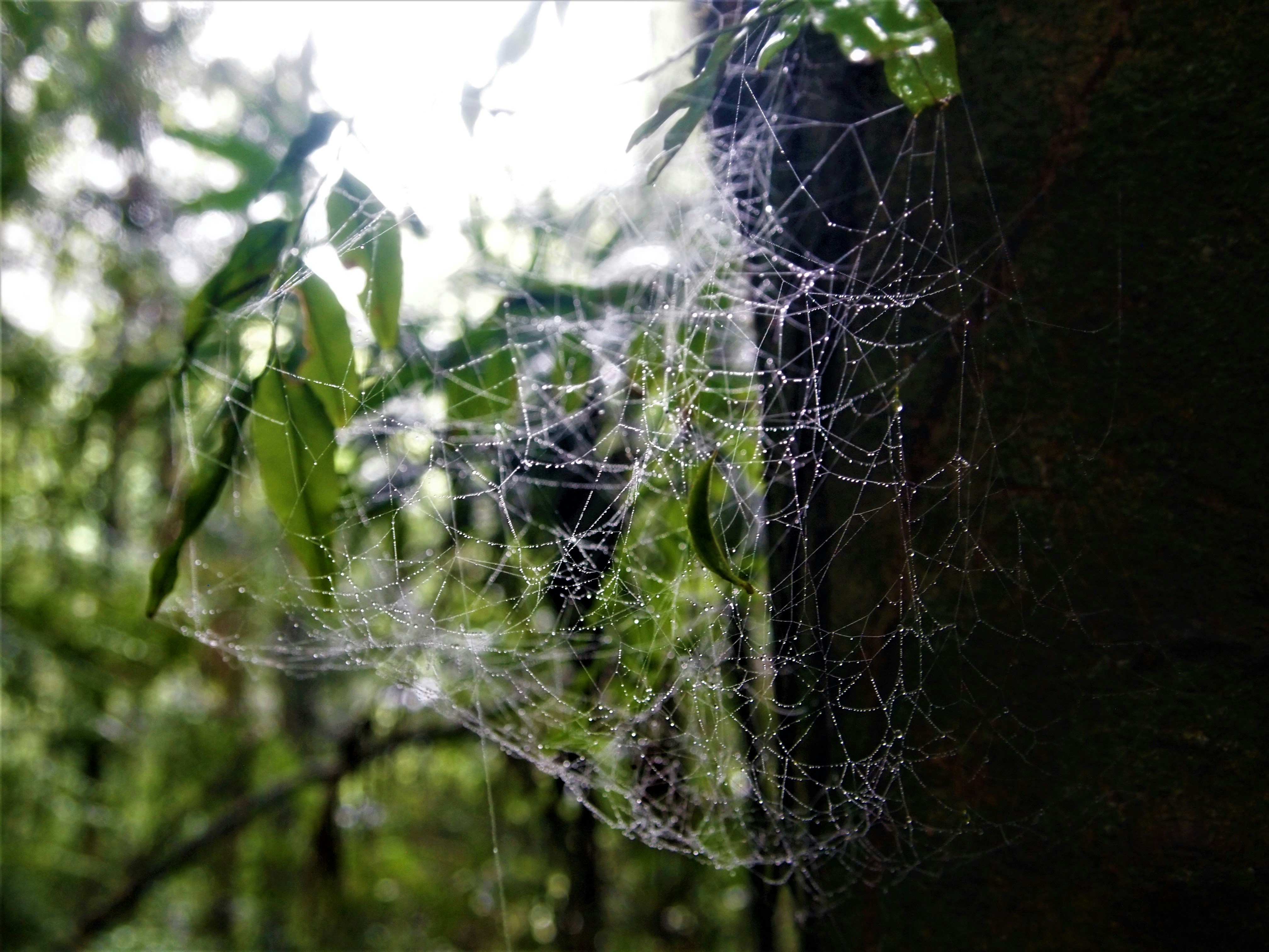 Photo by bluephoto118