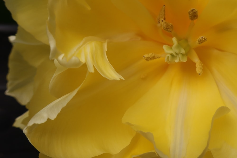 a close up of a yellow flower with a black background