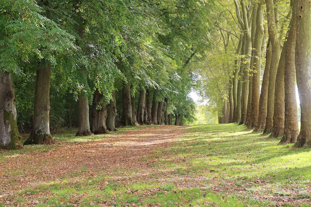 a row of trees line a dirt road