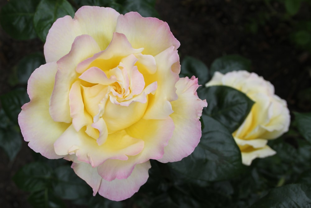 a yellow and pink rose with green leaves