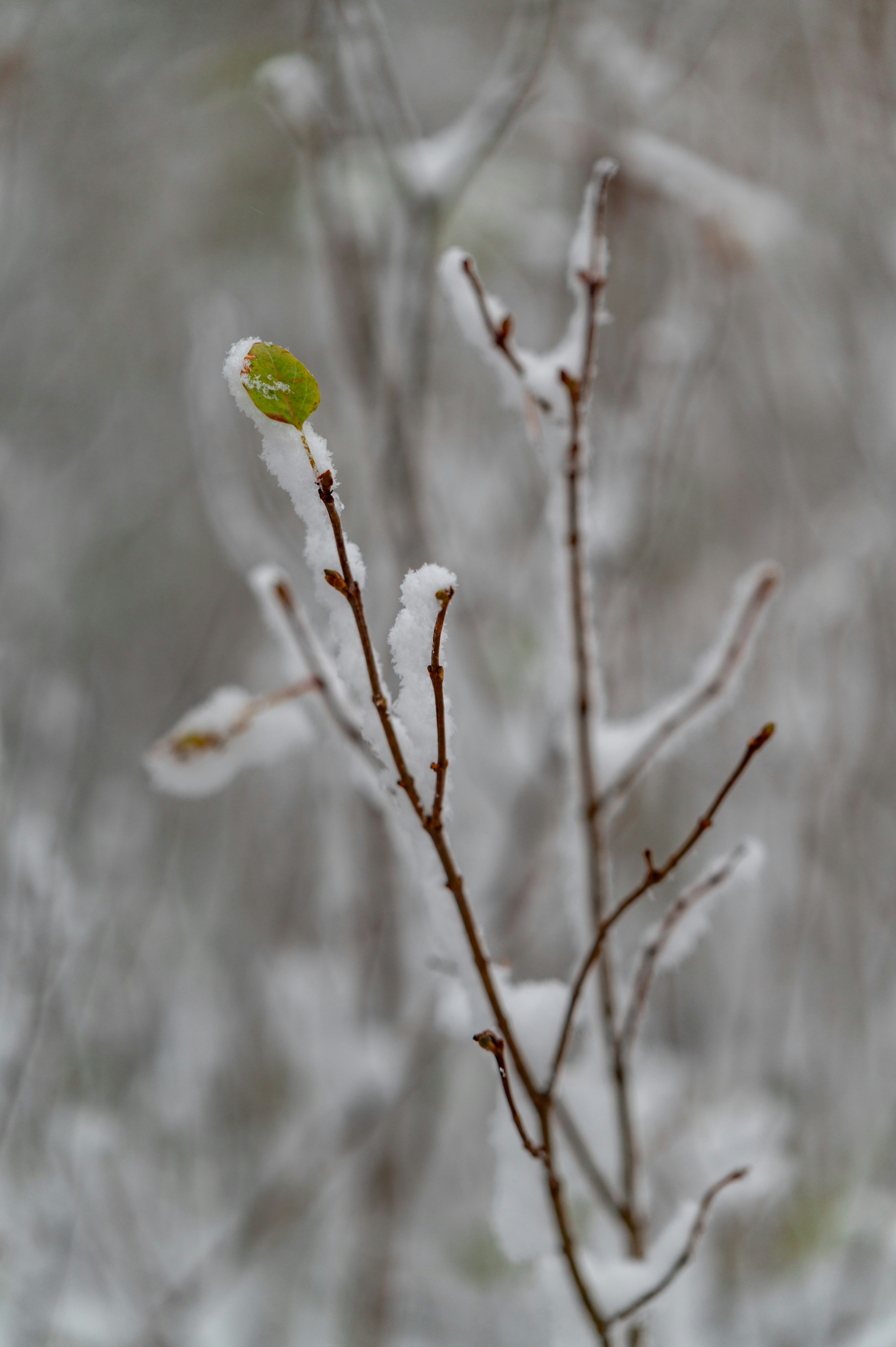 A snow covered tree branch with a green leaf photo – Free Winter Image ...
