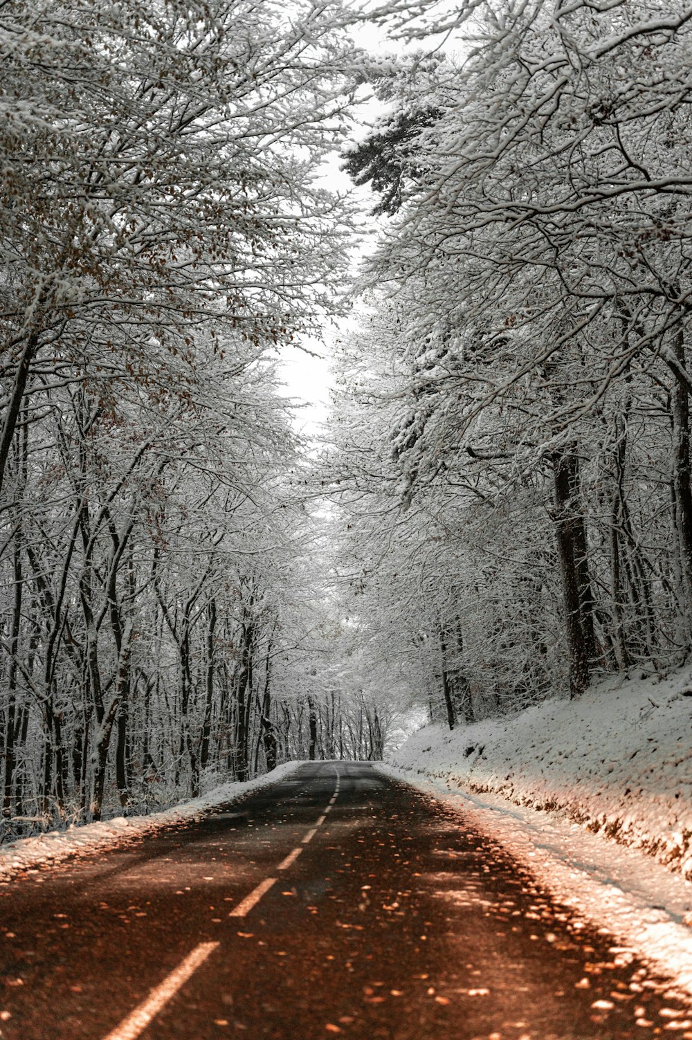 a snowy road surrounded by trees and snow covered ground
