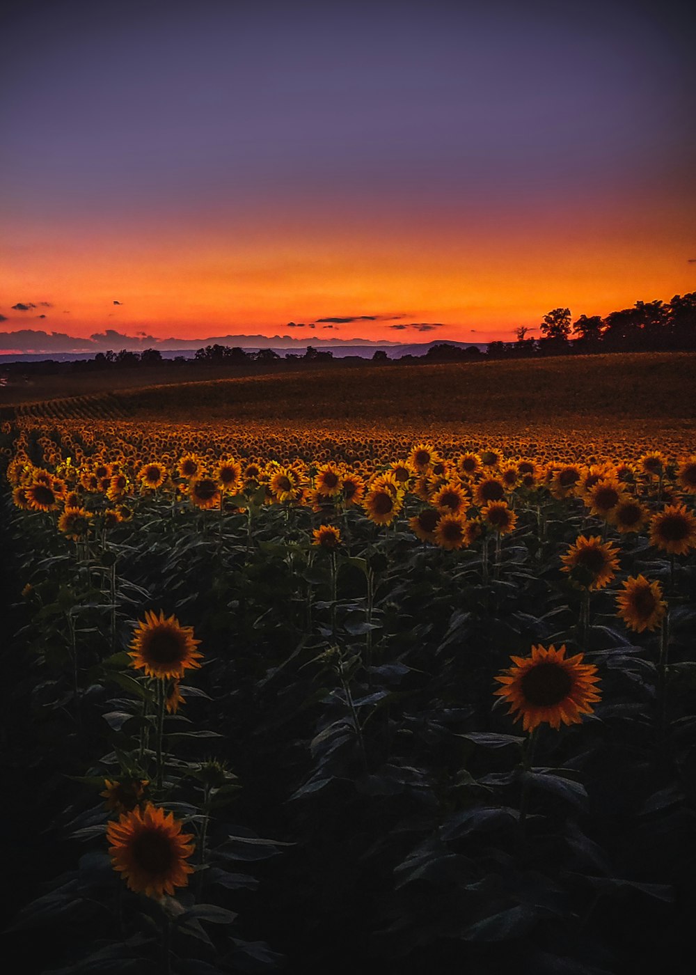 a field of sunflowers with a sunset in the background