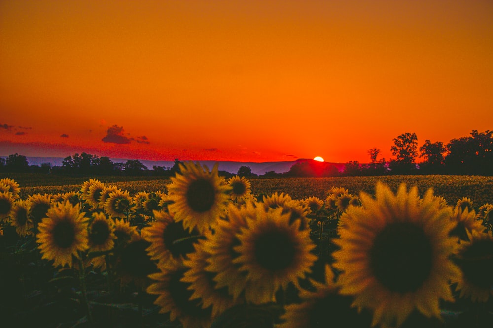 Ein Sonnenblumenfeld mit der untergehenden Sonne im Hintergrund
