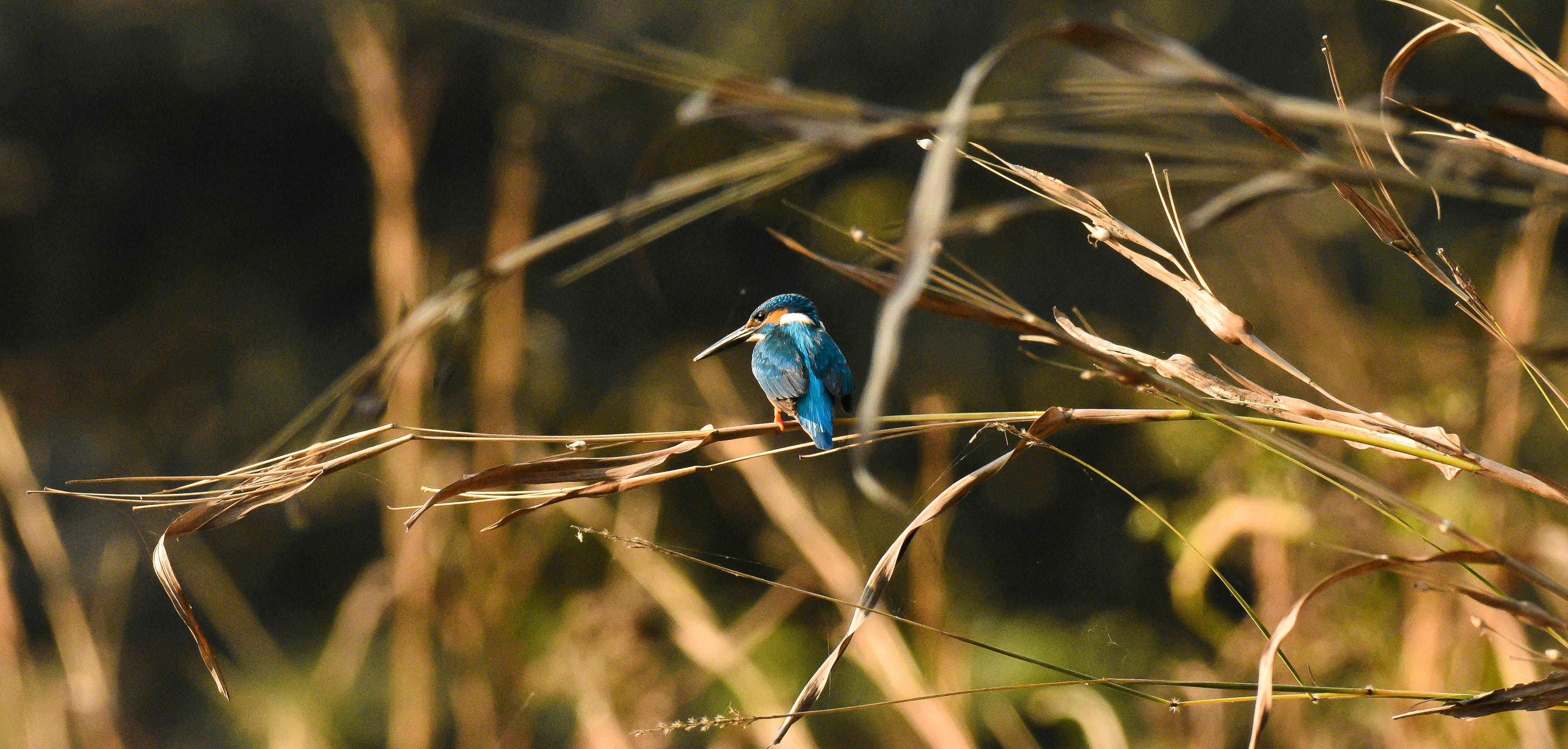 Photo by rahuldeshmukh18