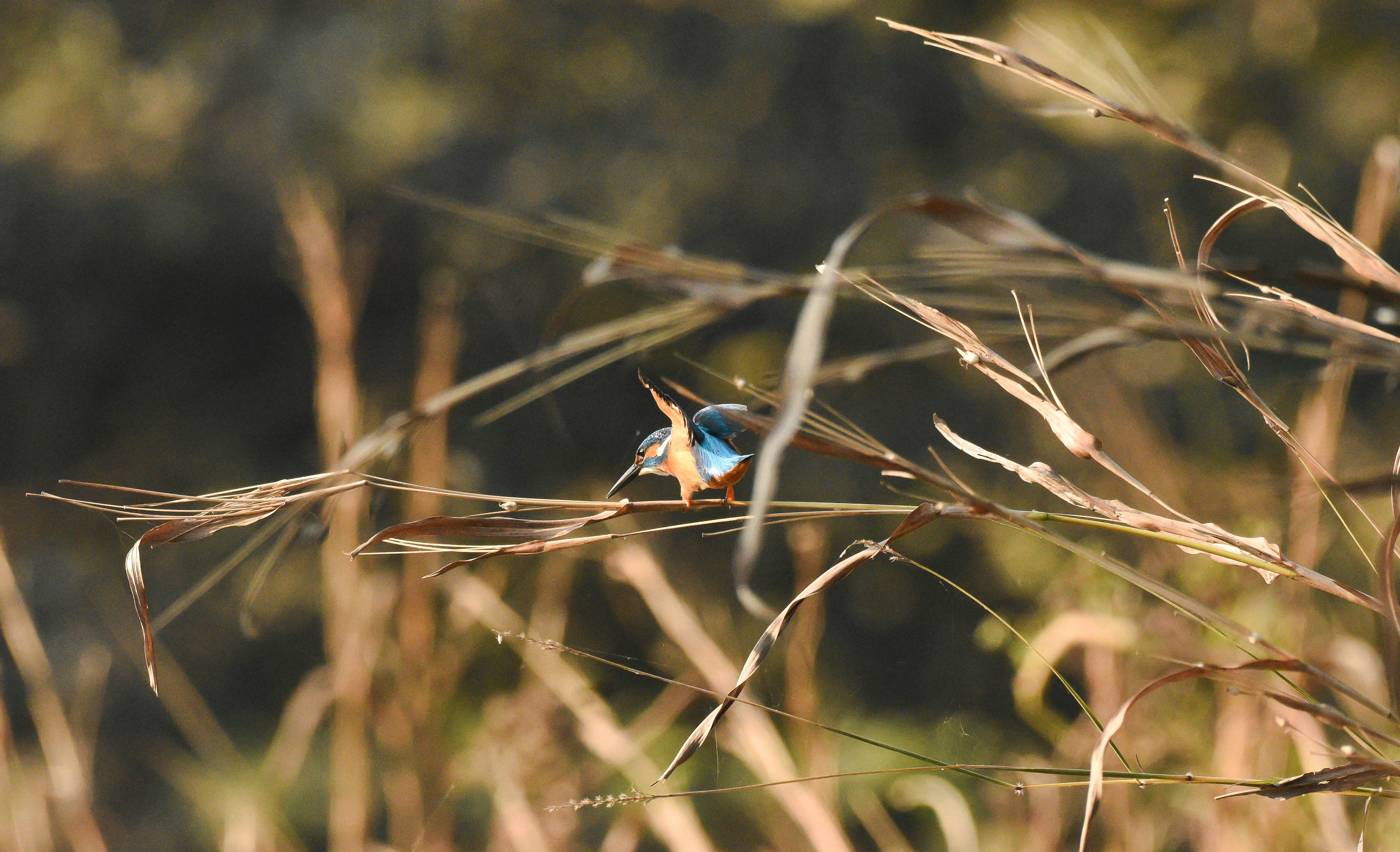 Photo by rahuldeshmukh18