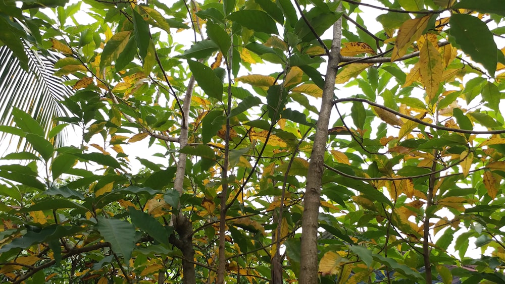 a tree filled with lots of green leaves