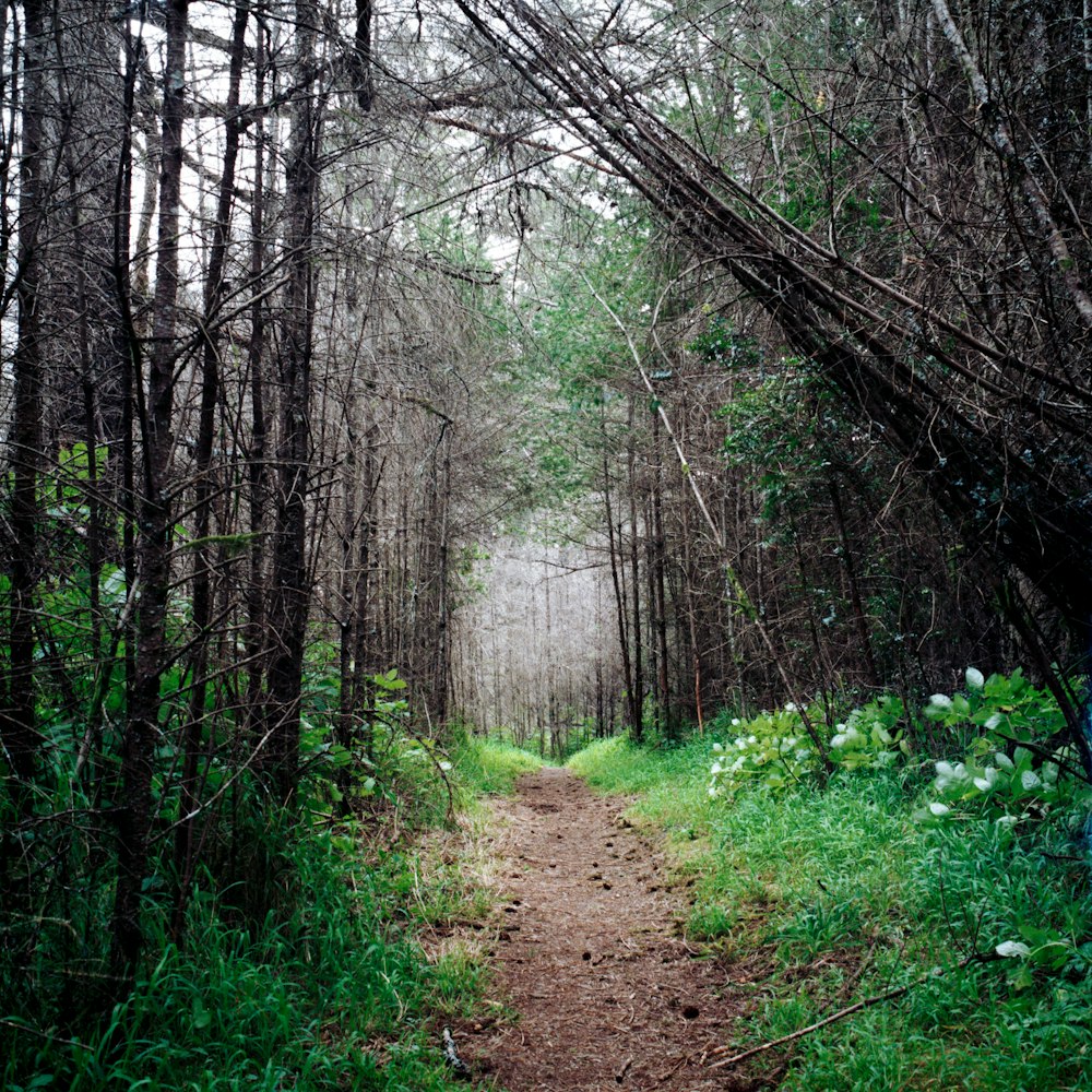 a dirt path in the middle of a forest