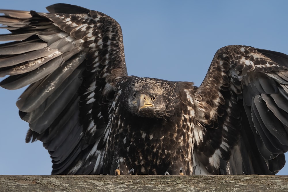 Foto Un primer plano de un ave rapaz con las alas extendidas – Imagen  Águilas gratis en Unsplash