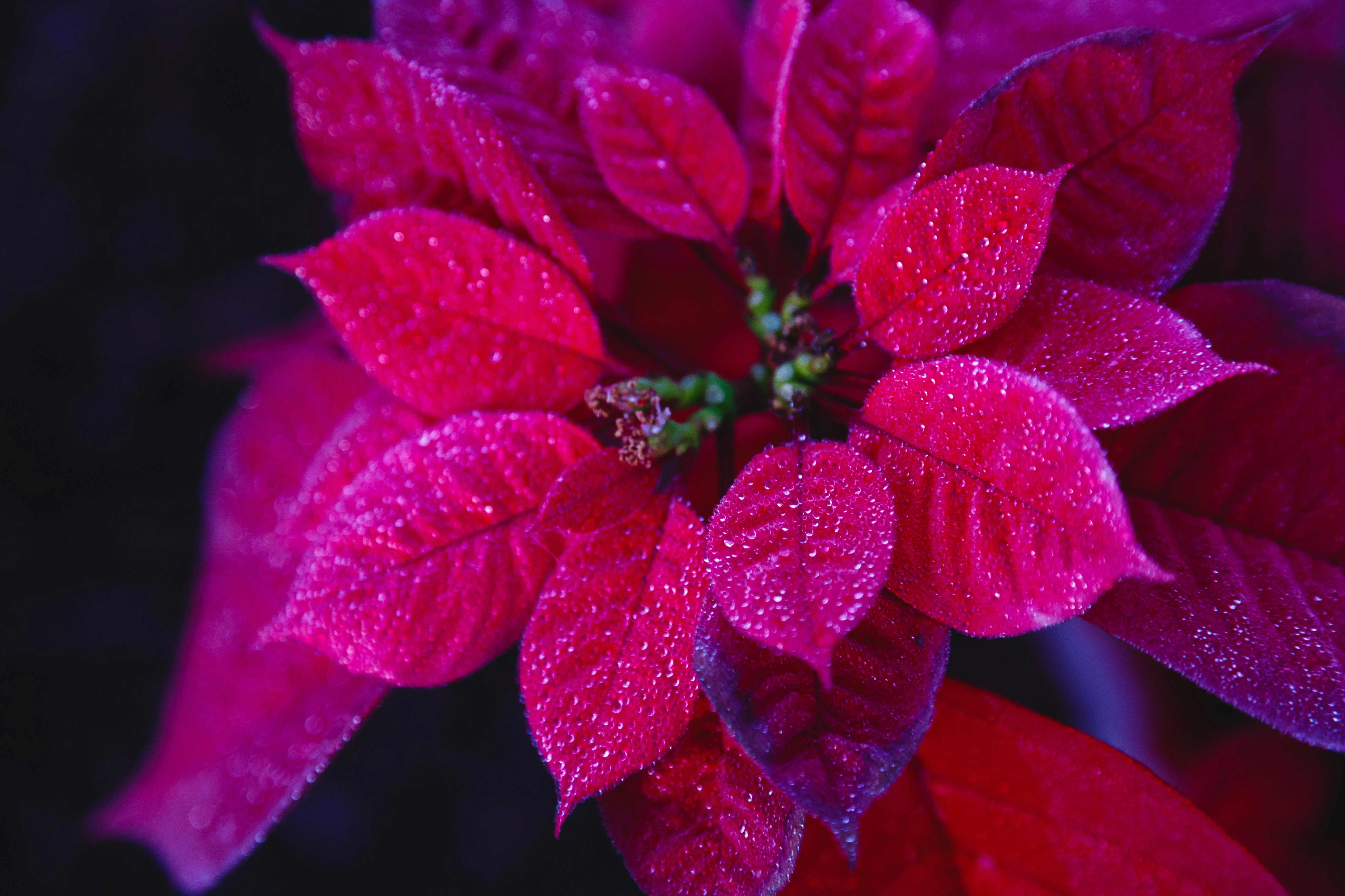 12월 탄생화 종류와 숨겨진 꽃말 이미지1