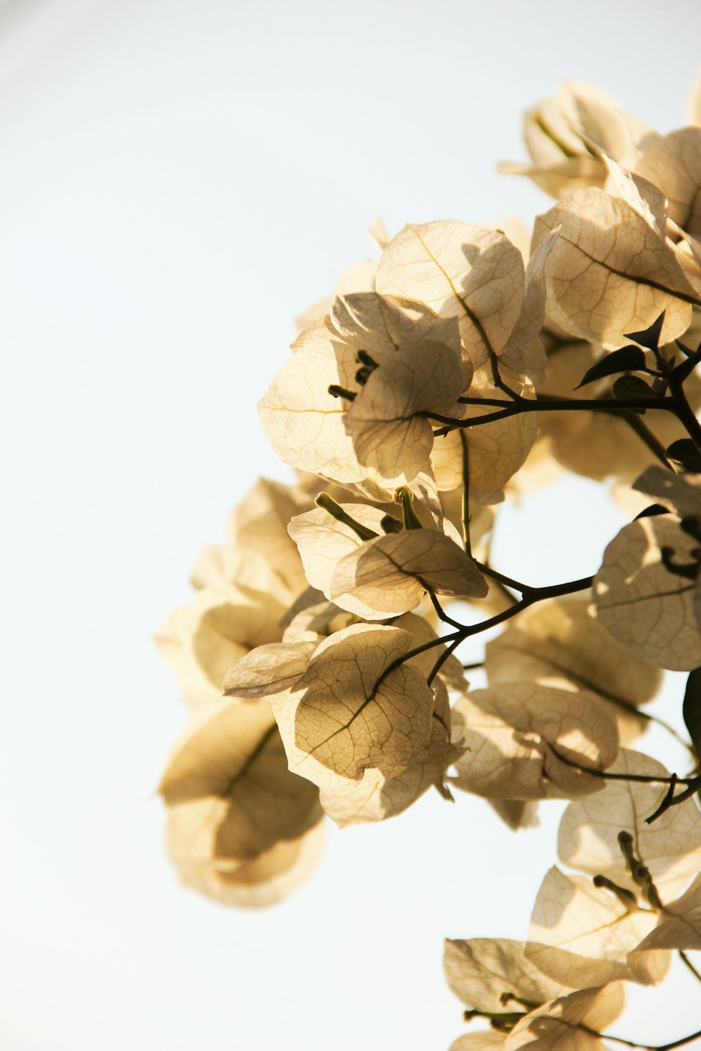 a close up of a branch with leaves