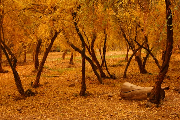 A tranquil forest scene filled with trees displaying vibrant golden leaves, indicating the autumn season. The ground is covered in fallen leaves, creating a warm, earthy carpet. A log rests on the forest floor to the right, adding to the natural ambiance. Sunlight filters through the canopy, casting gentle shadows.