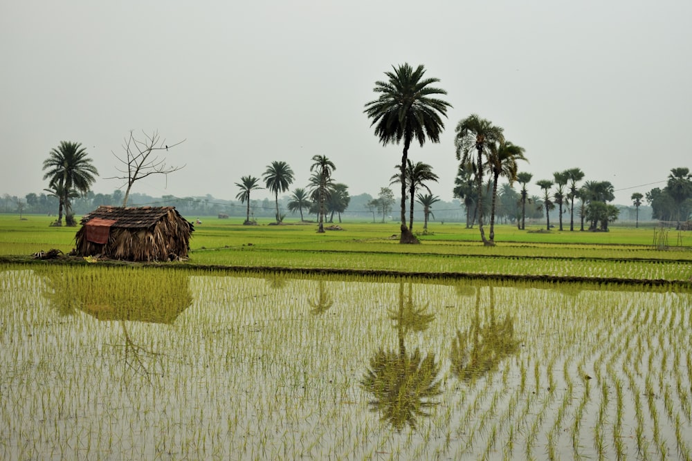 a small hut in the middle of a rice field