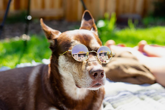 a dog wearing sunglasses laying on a blanket