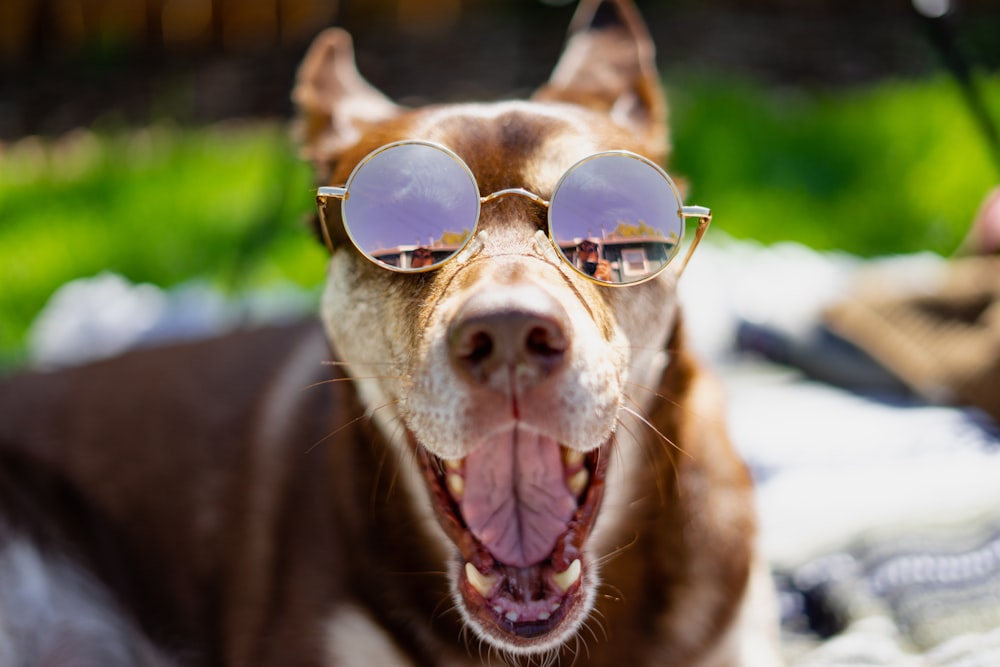 Un perro con gafas de sol con la boca abierta