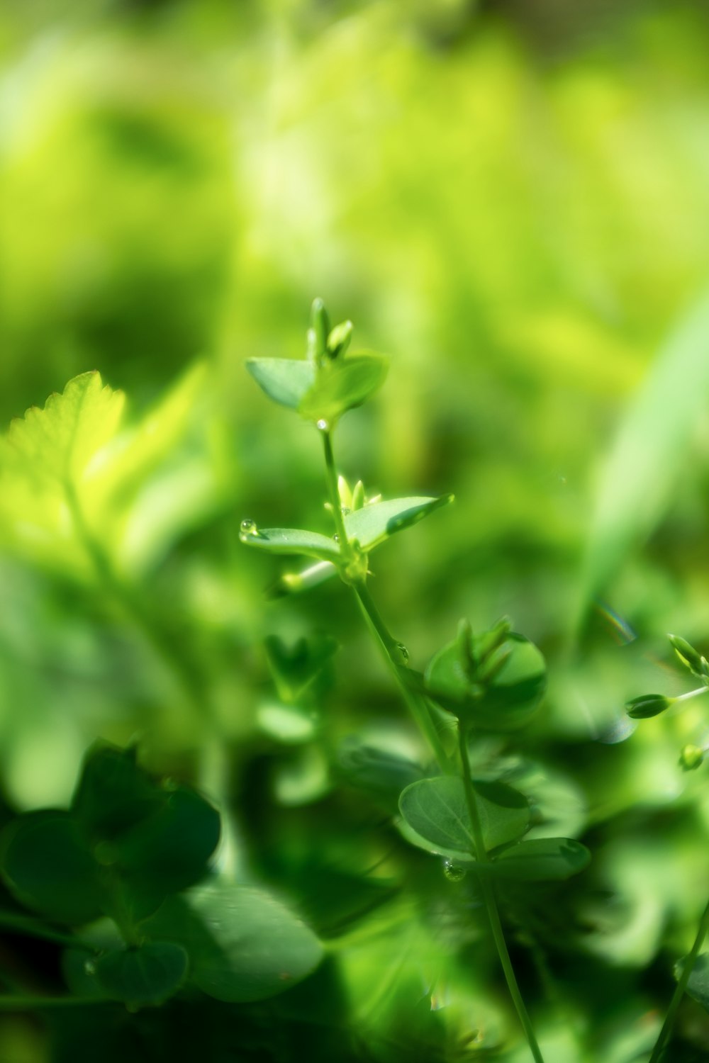 a close up of a green plant with leaves