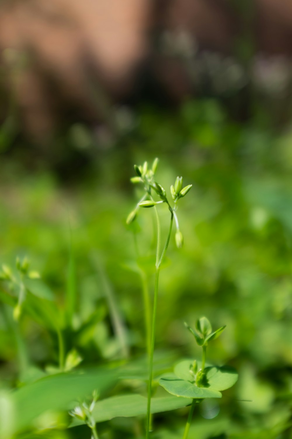 a close up of a small green plant