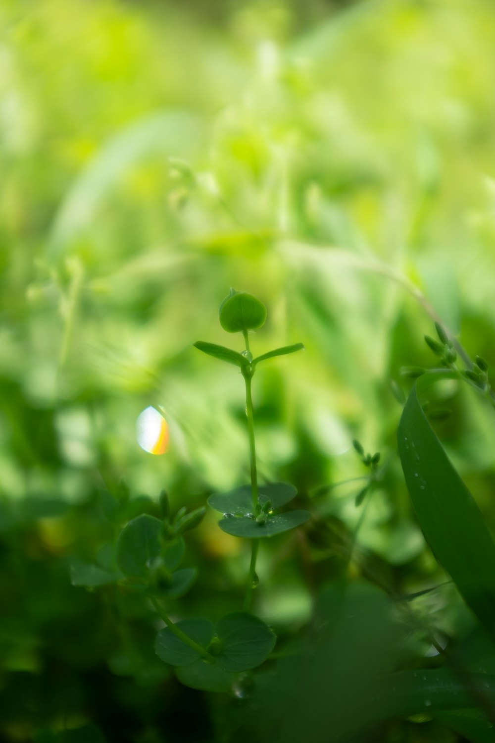 un gros plan d’une plante avec un arrière-plan flou