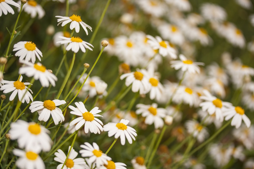 a bunch of white and yellow flowers in a field