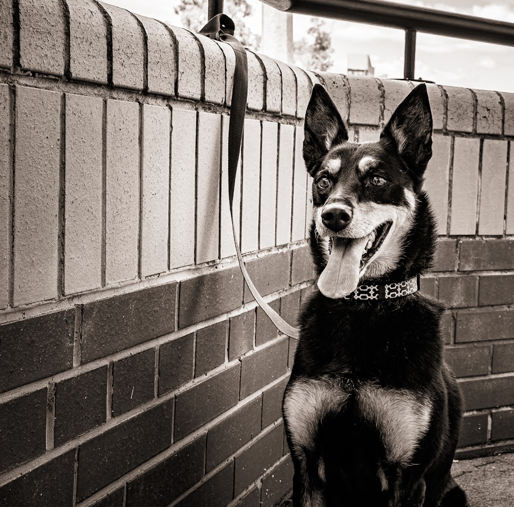 a black and white photo of a dog sitting in front of a brick wall