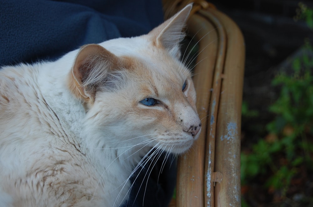 a white cat with blue eyes sitting on a chair