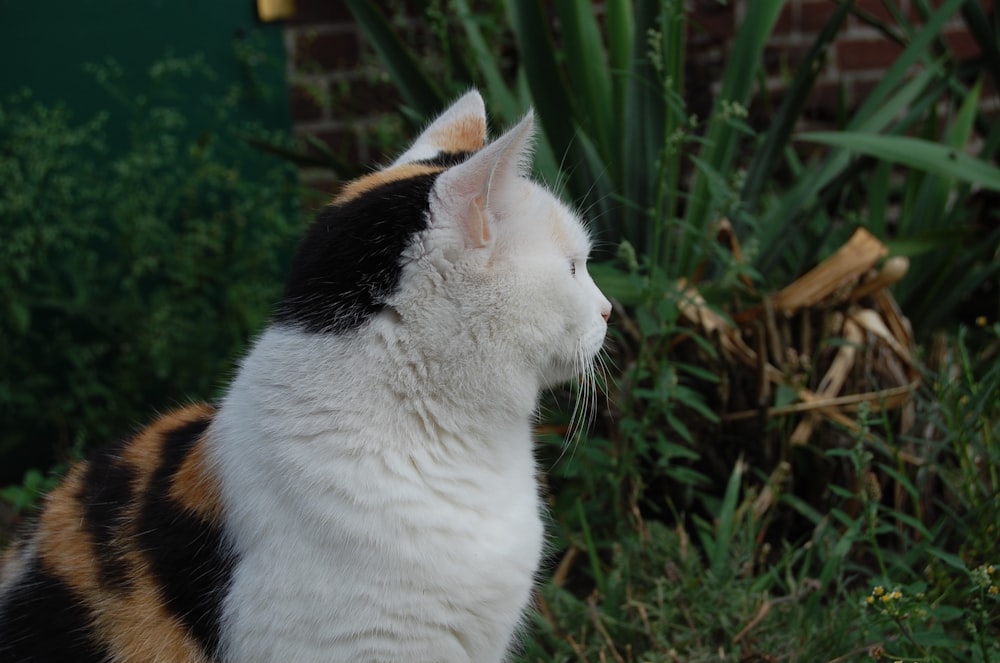 a black, white and orange cat sitting in the grass