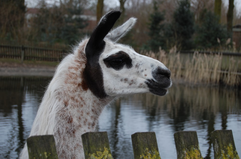 a close up of a llama near a body of water