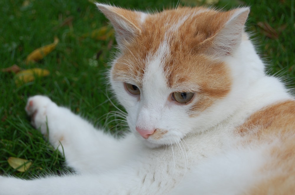 an orange and white cat laying in the grass