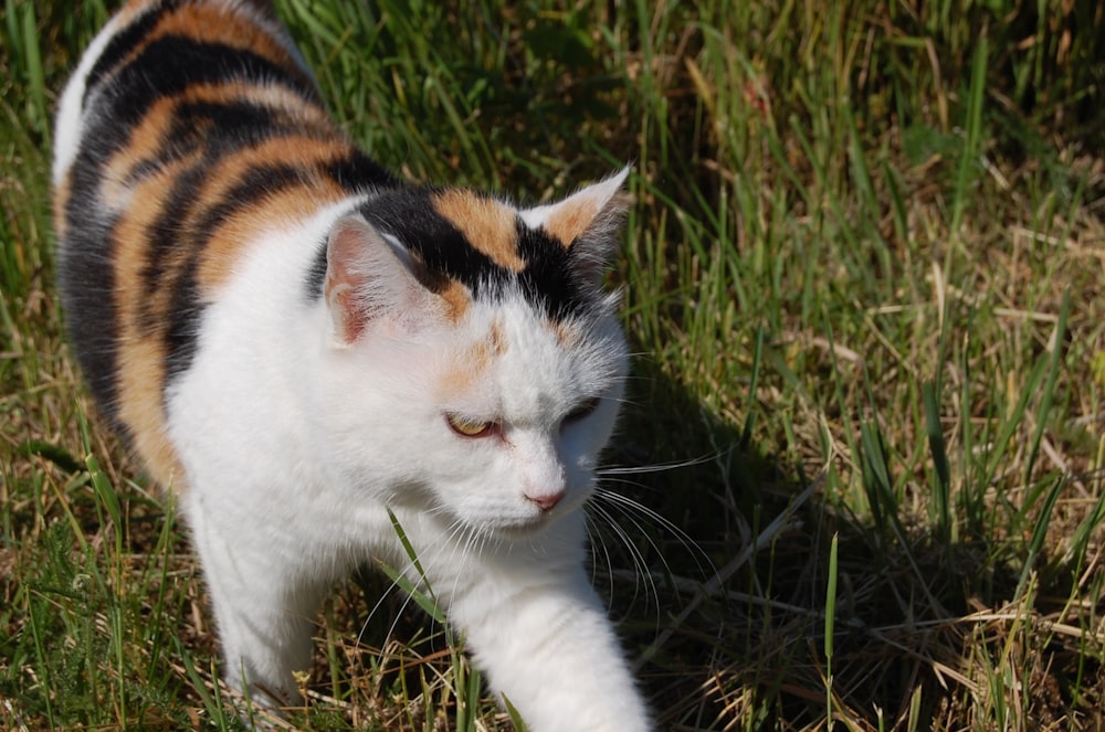a calico cat walking through a grassy field
