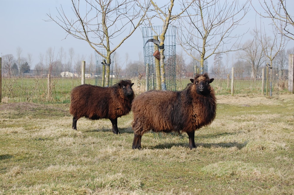 two brown sheep standing next to each other on a field